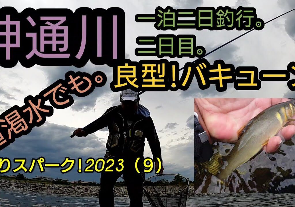神通川一泊二日釣行二日目。超渇水でも良型!バキューン!鮎釣りスパーク!2023（９）