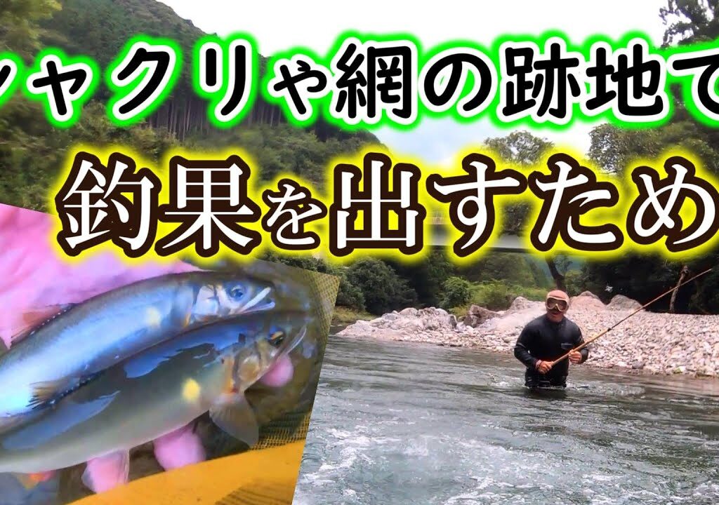 ココを釣ればアユは居ます！網やシャクリも怖くありません【大内山川　友釣り 2023】