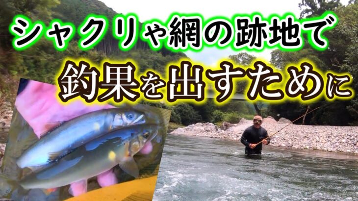 ココを釣ればアユは居ます！網やシャクリも怖くありません【大内山川　友釣り 2023】