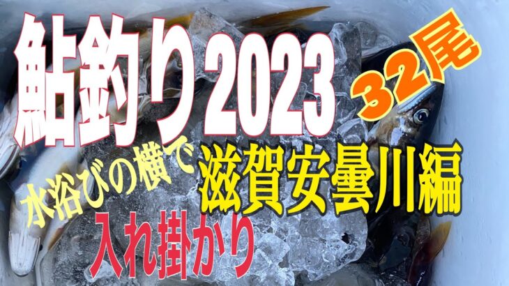 【鮎釣り2023】水浴び家族の横で入れ掛かり。小さくても精悍。安曇川鮎❗️