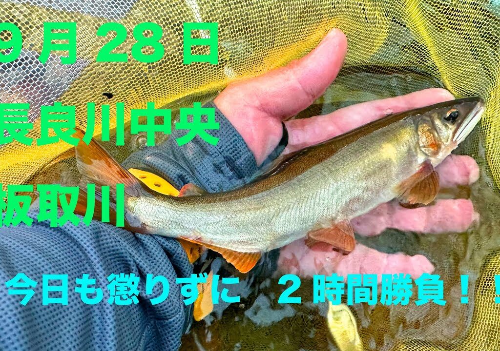 鮎釣り2023 9月28日　長良川中央　板取川　今日も２時間勝負！
