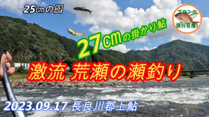 2023.09.17 長良川郡上鮎 終盤の激流で大鮎をぶち抜く！