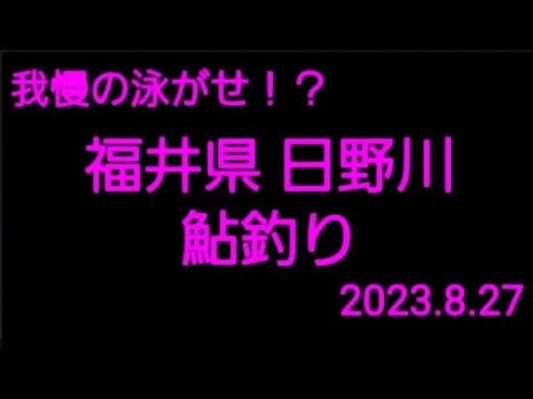 2023.8.20. 福井県 日野川  鮎釣り(渇水で大苦戦の巻)