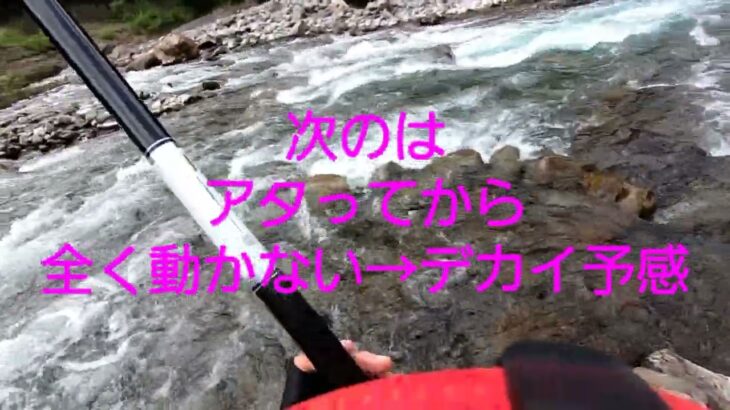 2023.9.10. 和歌山県 日高川龍神にて鮎に翻弄されたの巻