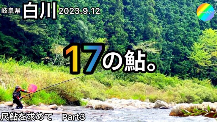 【鮎釣り】白川（岐阜県）｜2023.9.12【友釣り】