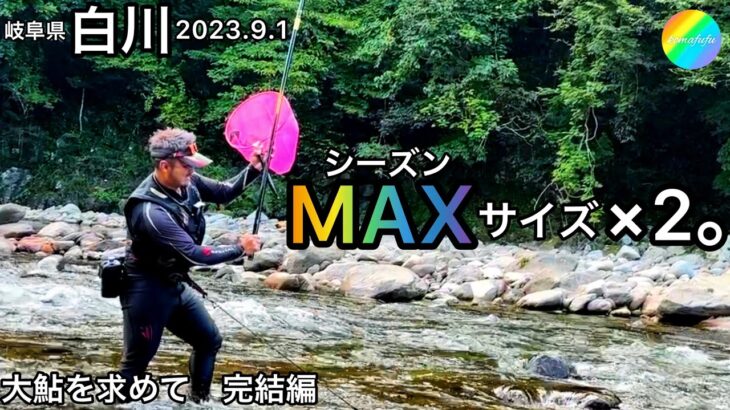 【鮎釣り】白川（岐阜県）｜2023.9.1｜おまけ8.29【友釣り】