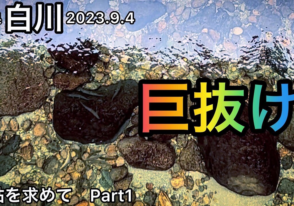 【鮎釣り】白川（岐阜県）｜2023.9.4【友釣り】