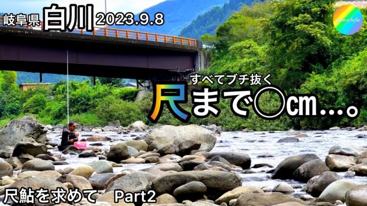 【鮎釣り】白川（岐阜県）｜2023.9.8【友釣り】