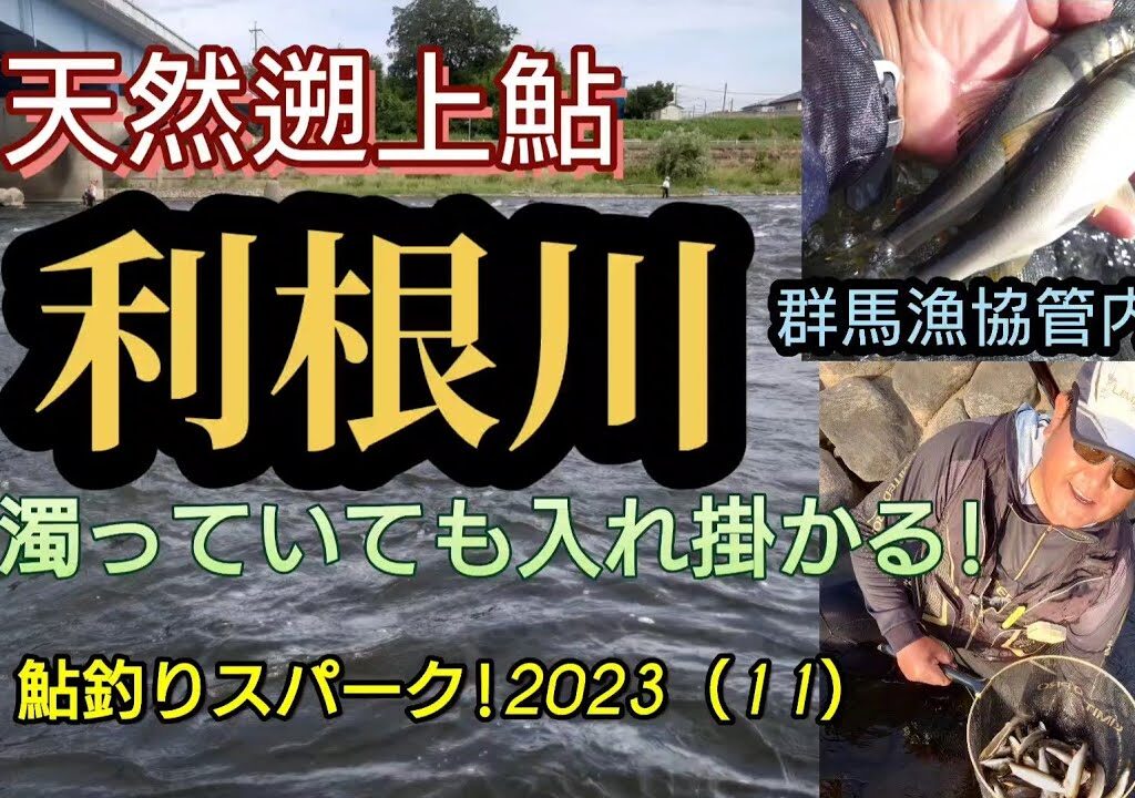 利根川。天然遡上魚が濁りでも入れ掛かる。鮎釣り!スパーク!2023（11）
