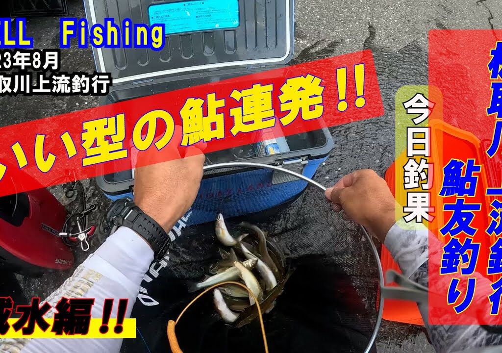 良型の鮎連発‼　板取川釣行　鮎友釣り　2023年8月