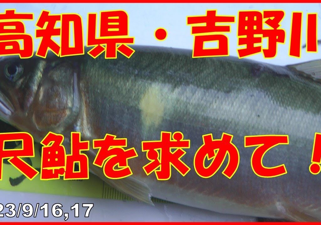 2023/9/16,17 高知県・吉野川【尺鮎を求めて！】釣れたらいいね！なんちゃんチャンネル