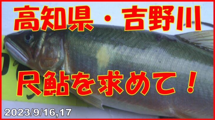 2023/9/16,17 高知県・吉野川【尺鮎を求めて！】釣れたらいいね！なんちゃんチャンネル