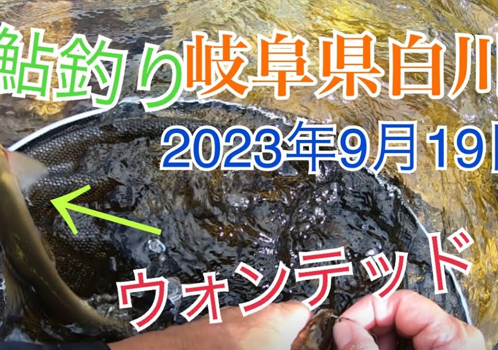 2023年9月19日鮎釣り　岐阜県白川での釣行　ガラ空きだった所でやってみた！