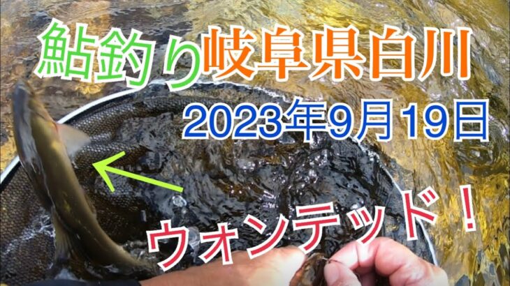 2023年9月19日鮎釣り　岐阜県白川での釣行　ガラ空きだった所でやってみた！