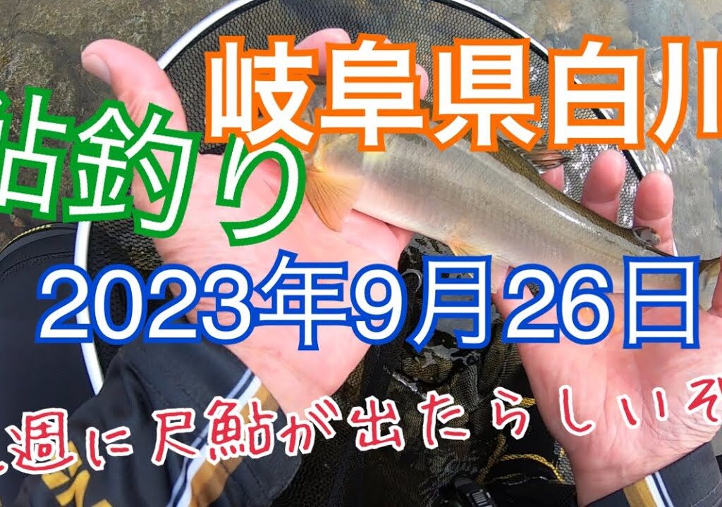 2023年9月26日 鮎釣り　岐阜県白川で24日に尺鮎だと❗️俺にもキター❗️ダイソーメジャーで測ってみたところ❗️❓