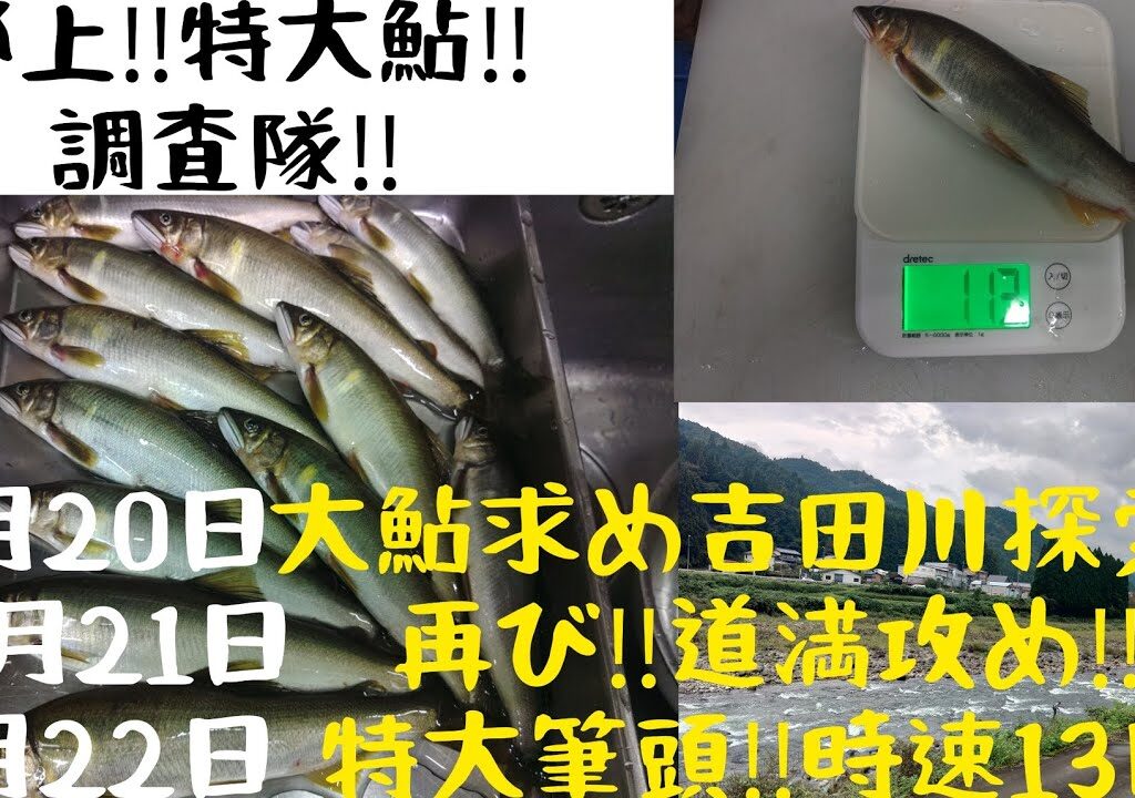 ９月20日大鮎求め‼️吉田川探索‼️9月21日再び‼️道満攻め‼️9月22日特大筆頭‼️時速13匹‼️