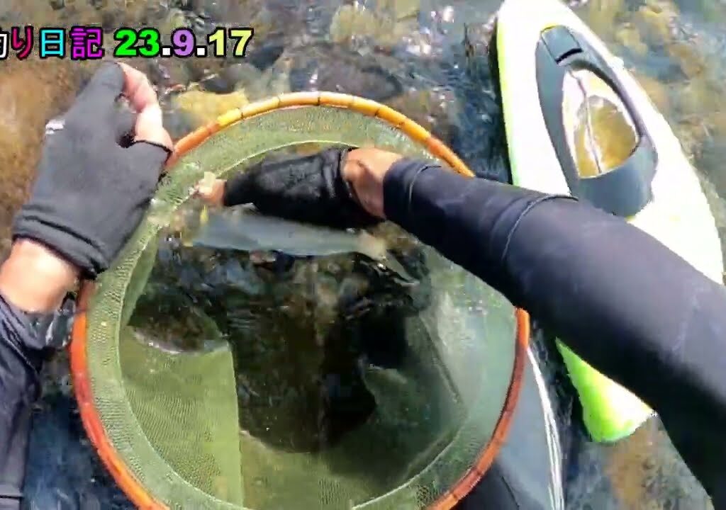 鮎釣り日記 23 9 17