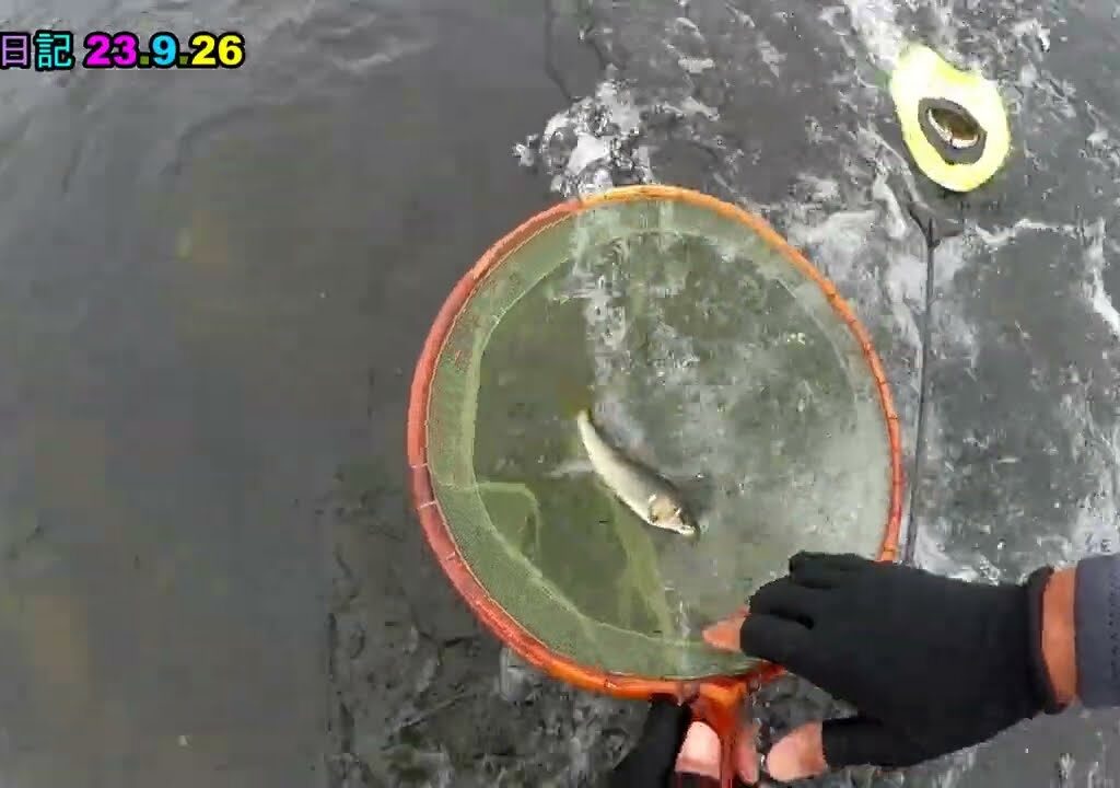 鮎釣り日記 23 9 26