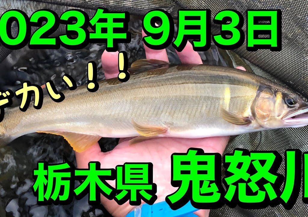 [アユ釣り 5] 栃木県 鬼怒川 2023年9月3日