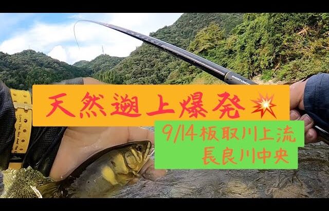 鮎釣り　9月14日　板取川上流　長良川中央　天然遡上最高！！