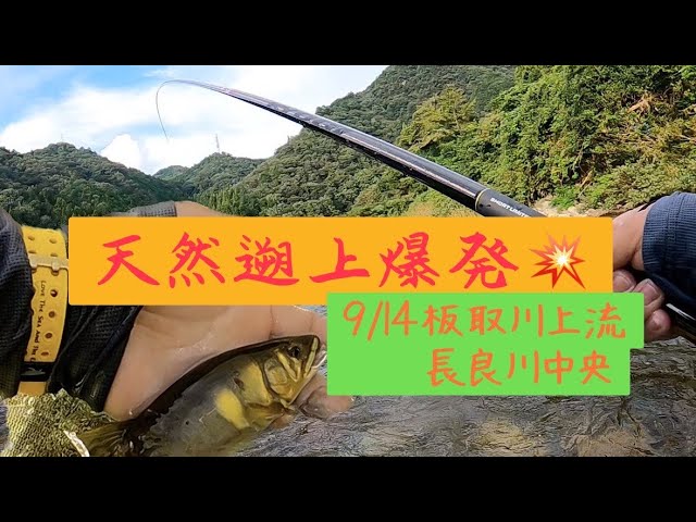 鮎釣り　9月14日　板取川上流　長良川中央　天然遡上最高！！