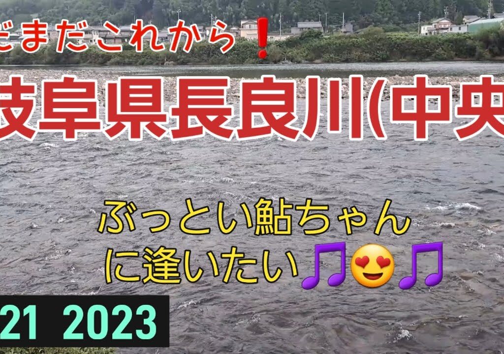 岐阜県長良川(中央)　鮎釣り　まだまだこれから❗ぶっとい鮎ちゃんに逢いたい🎵😍🎵　9/21 2023