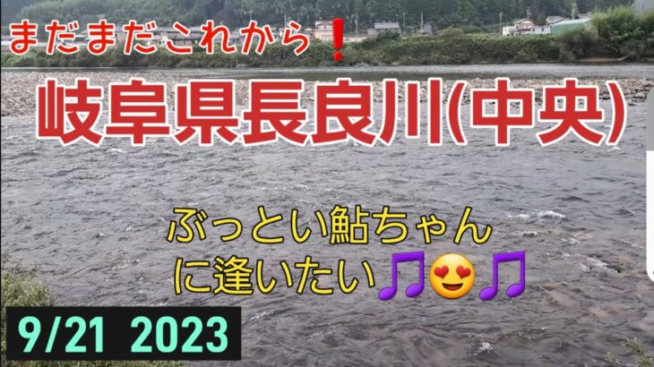 岐阜県長良川(中央)　鮎釣り　まだまだこれから❗ぶっとい鮎ちゃんに逢いたい🎵😍🎵　9/21 2023
