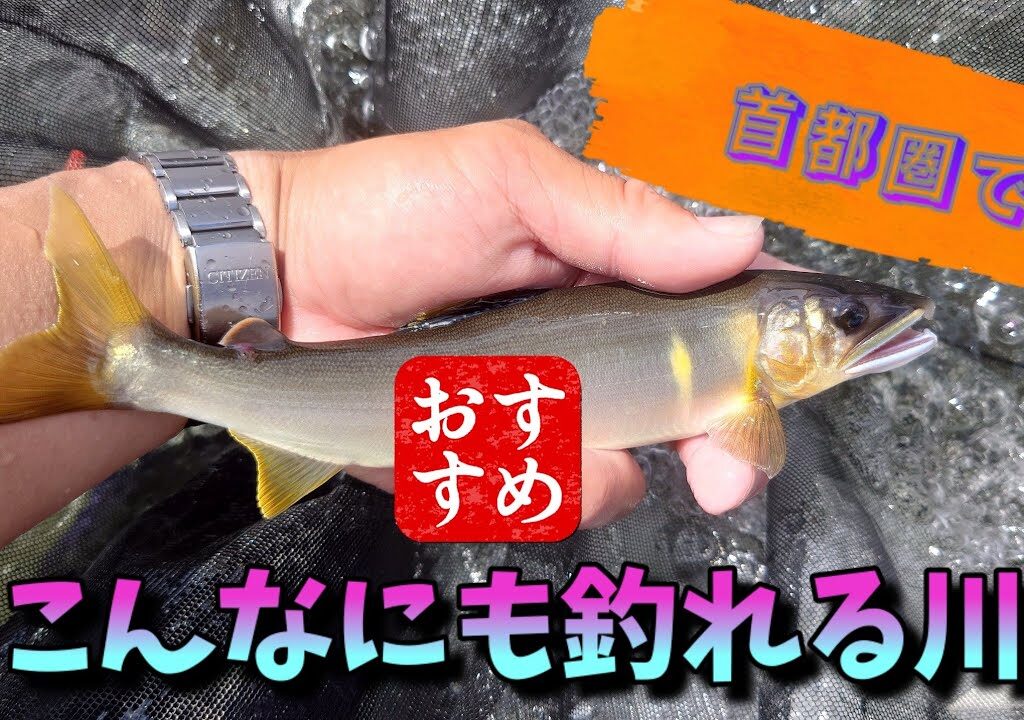 【AyuVlog】短時間勝負！釣れば釣る程湧いて来るここの鮎は一体？