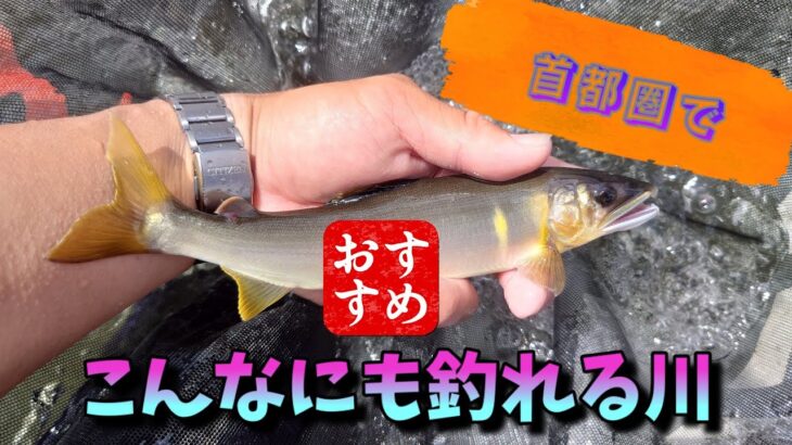 【AyuVlog】短時間勝負！釣れば釣る程湧いて来るここの鮎は一体？