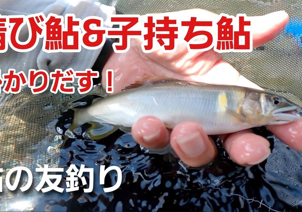 NO62  子持ち鮎が上流域でチ掛かりました【鮎の友釣り】ヘチ&チャラ瀬