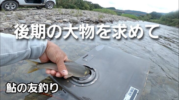 NO63 大物アユはやはりいた！　下流域で鮎の友釣り