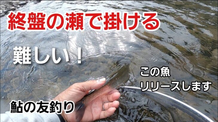 NO67 強烈なアタリがありましたが・・・なんやこれ！【鮎の友釣り】