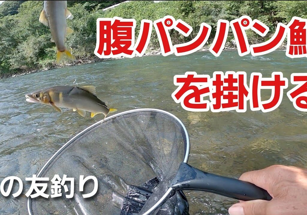 NO68  季節の変わり目をしみじみと感じる子持ち鮎　【落ちアユ】