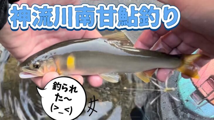 No.45【8月29日群馬県】神流川南甘エリア綺麗な鮎釣れた〜