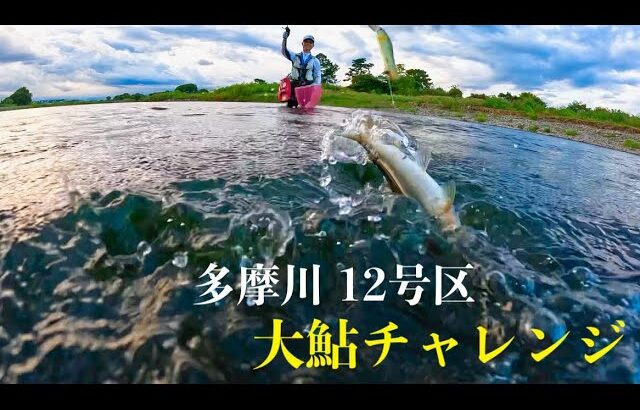 【多摩川アユイング】TEAM AYUMI 大鮎チャレンジ‼️