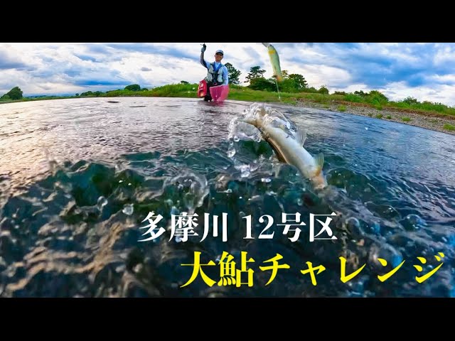 【多摩川アユイング】TEAM AYUMI 大鮎チャレンジ‼️