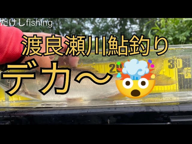 【鮎釣り】渡良瀬川　大鮎死んでいなかったら尺？🧐　byやまちゃん🤯