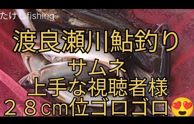 【鮎釣り】２０２３，９，１１渡良瀬川　視聴者様２８cmゴロゴロ　１２日オデコの理由？😰