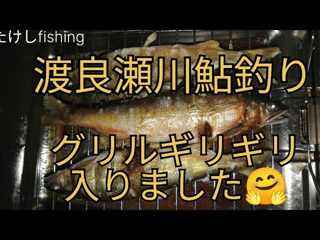 【鮎釣り】渡良瀬川　オトリ屋時間変更🧐２５～７cmの時期ですね🥳　オトリ扱い注意してね😵
