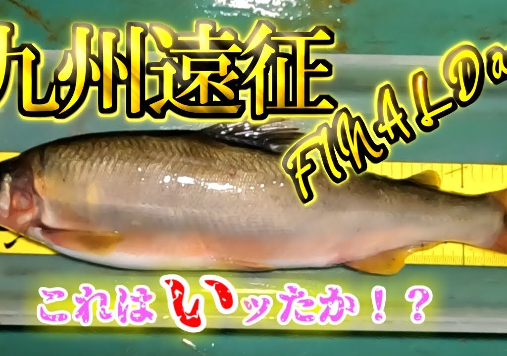 九州遠征ファイナル day！！尺鮎イッたか！？