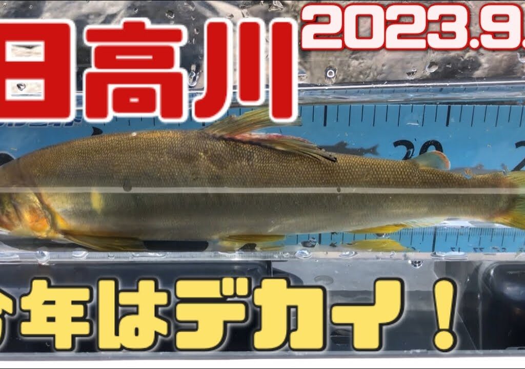 takeちゃんの鮎つりでGO!!日高川(2023.9.9)