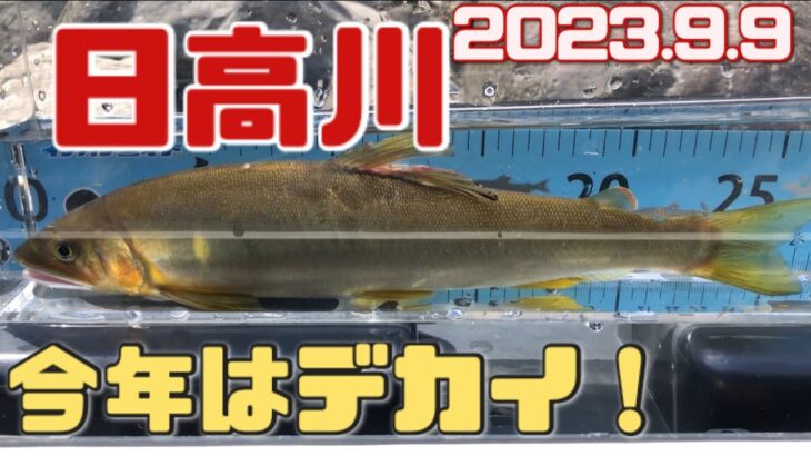 takeちゃんの鮎つりでGO!!日高川(2023.9.9)