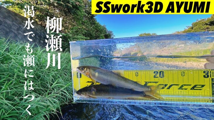 【柳瀬川アユイング】超渇水！縄張鮎はどこへ。。。