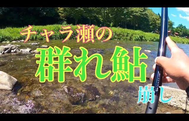 【鮎釣り】前日のデカ鮎を追いかけて！チャラ瀬攻略が鍵でした！？