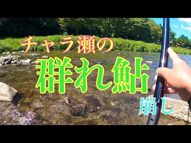 【鮎釣り】前日のデカ鮎を追いかけて！チャラ瀬攻略が鍵でした！？