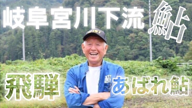 岐阜　宮川下流　あばれ鮎　爆釣　鮎釣り楽しい