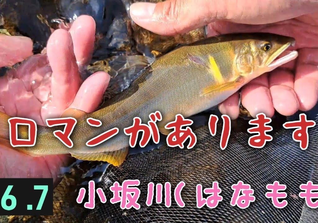 小坂川(はなもも)　鮎釣り　だめダメだったけどロマンがあります❗