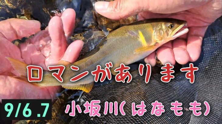 小坂川(はなもも)　鮎釣り　だめダメだったけどロマンがあります❗