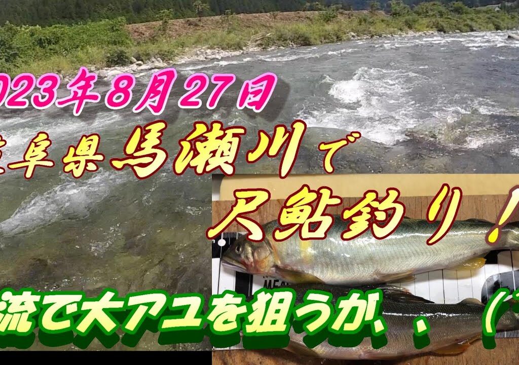 【馬瀬川で尺鮎釣り】岐阜県馬瀬川へ遠征したら、、、＃鮎釣り＃尺鮎＃馬瀬川