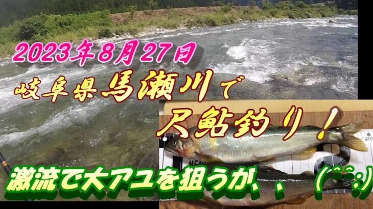 【馬瀬川で尺鮎釣り】岐阜県馬瀬川へ遠征したら、、、＃鮎釣り＃尺鮎＃馬瀬川